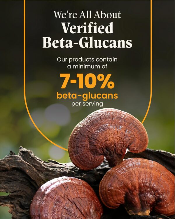 Calidad premium suplemento hongo reishi rojo orgánico Herb Pharm