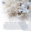 Envase del suplemento natural de hongo jelly blanco