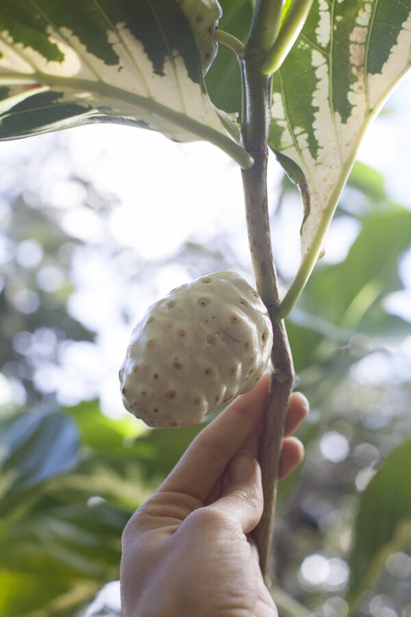 Version 1.0.0 Cápsulas de Noni orgánico Maui Medicinal Herbs 120 unidades