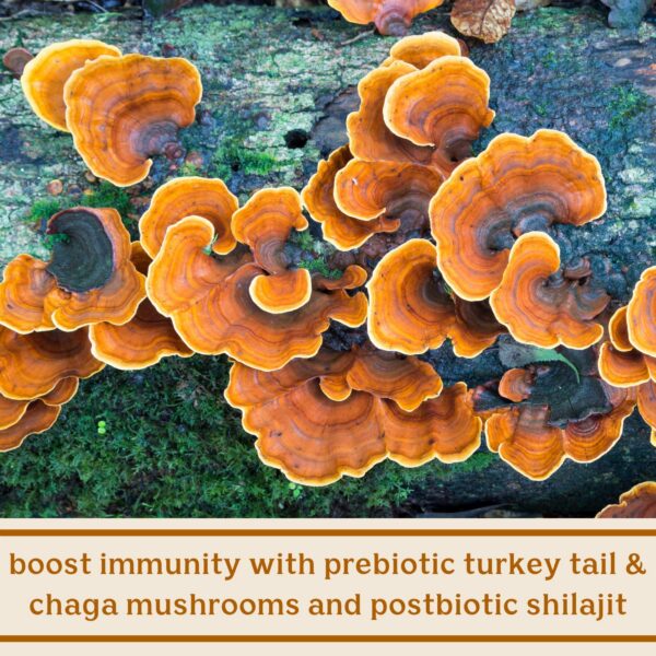 Capsulas probióticos prebioticos y postbióticos 60 unidades