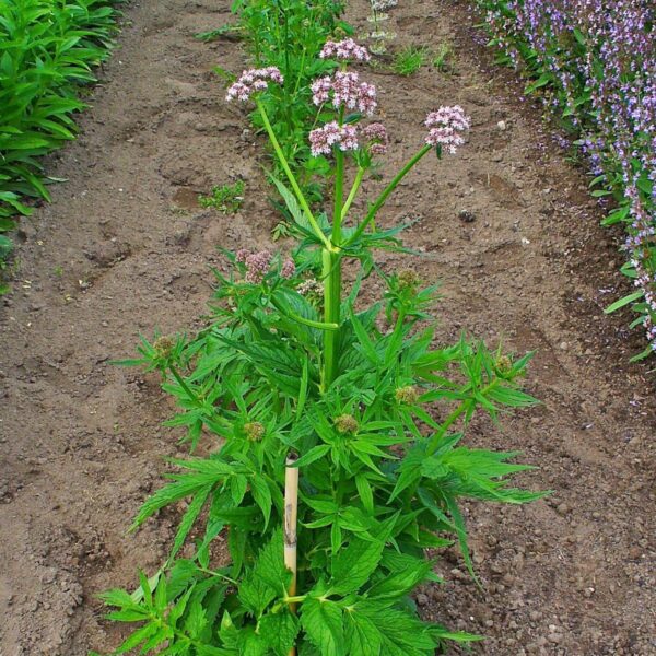 Cápsulas de semillas congeladas etiquetado y presentación