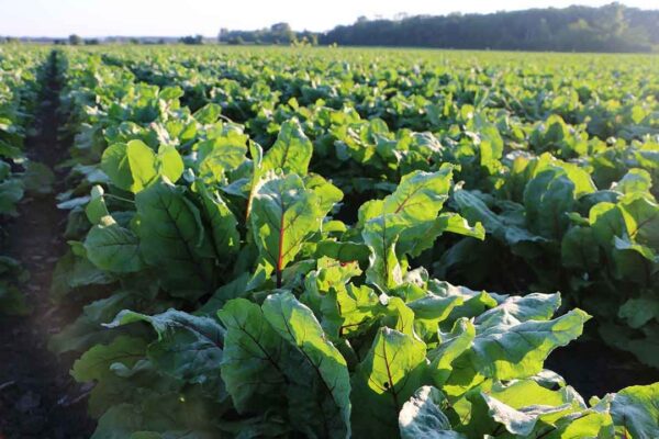 Suplemento vitamínico Catalyn masticable Standard Process con minerales