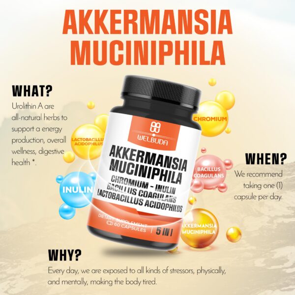 Cápsulas WELBUDA probióticas y prebióticas Akkermansia 60 unid