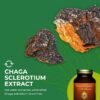 Chaga en polvo fabricado en EE. UU.