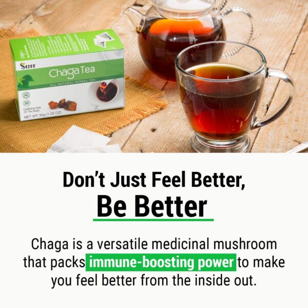 Chaga siberiano cosechado silvestre
