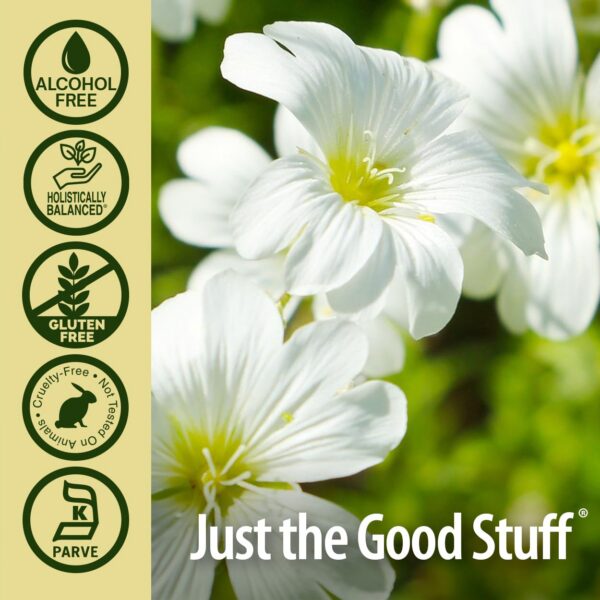 Chickweed Nature's Answer suplemento digestivo natural