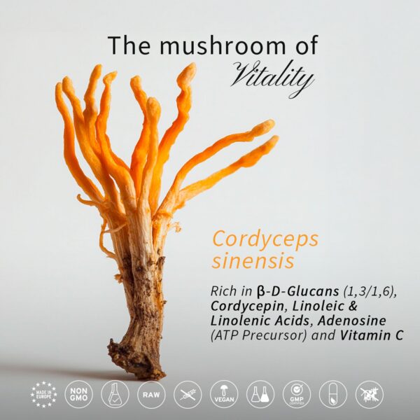 Frasco de 70 cápsulas de Cordyceps