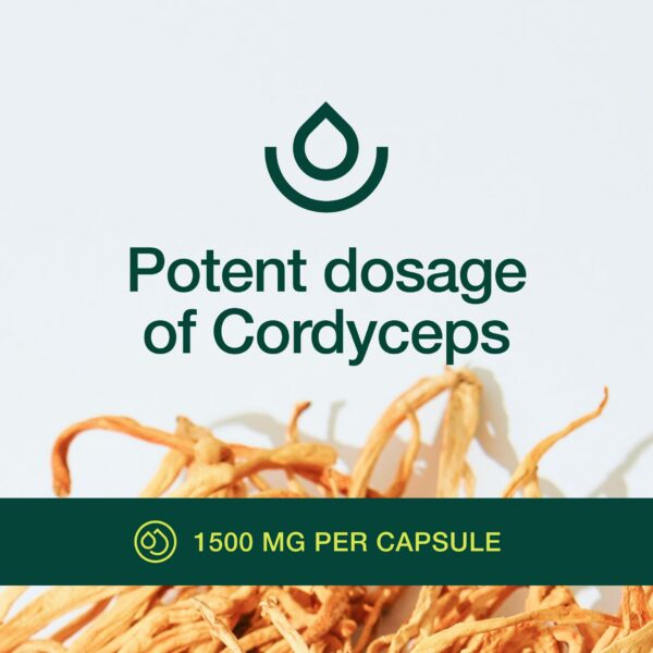 Cordyceps sinensis para apoyo energético y vitalidad
