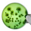 Cultivo de hongos con Agar Extracto de Malta