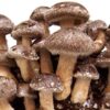 Cultivos líquidos Earth Cap Mushrooms para incubación más rápida