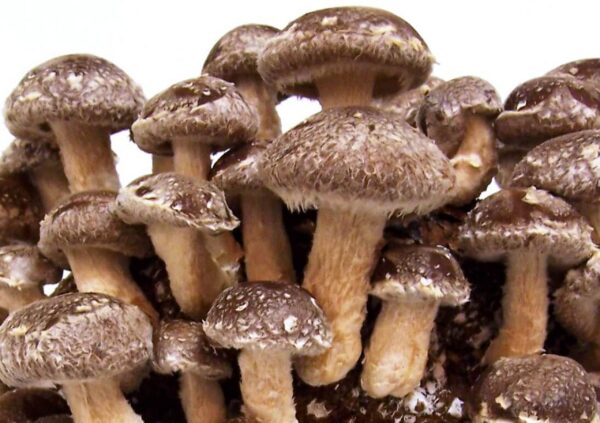 Cultivos líquidos Earth Cap Mushrooms para incubación más rápida