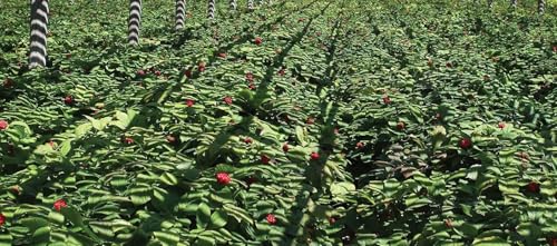 Version 1.0.0 Dairyland Management LLC cápsulas suplemento ginseng y maca