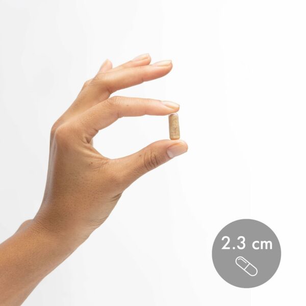 Suplemento probiótico estables a temperatura Dr Mercola