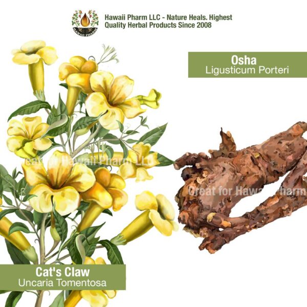 Version 1.0.0 Extracto natural de quina, equinácea y otras hierbas medicinales