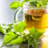 Detalle hoja ortiga urente para infusión orgánica