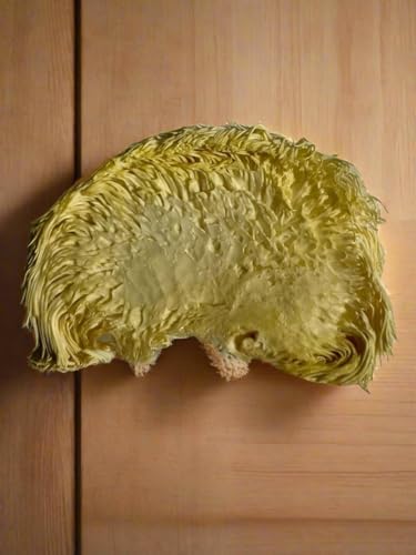 Detalle de hongos liofilizados Melena de León dentro del frasco