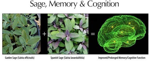 Version 1.0.0 Detalle de suplemento MemNivia para cerebro