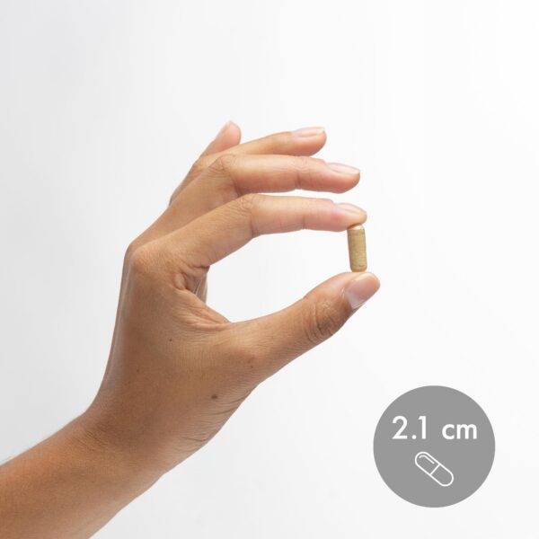 Version 1.0.0 Dr. Mercola jengibre fermentado botella y cápsulas