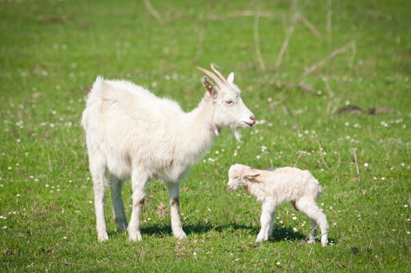 Version 1.0.0 Cápsulas Dragon Herbs placenta cabra lado del paquete