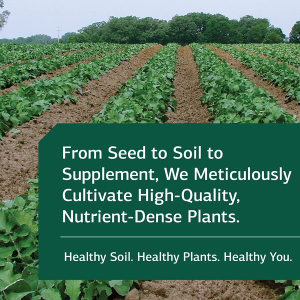 Standard Process fibra para eliminación regular y salud intestinal