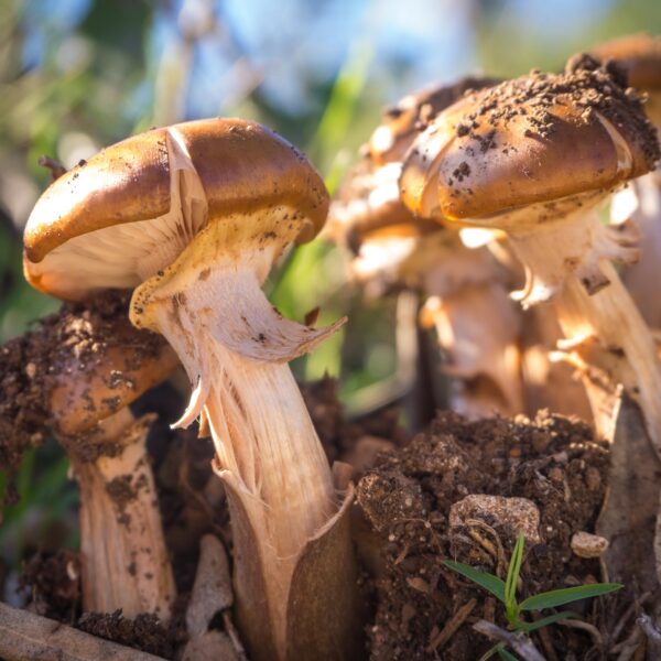 Cápsulas de hongo Agaricus Blazei Earthborn Elements