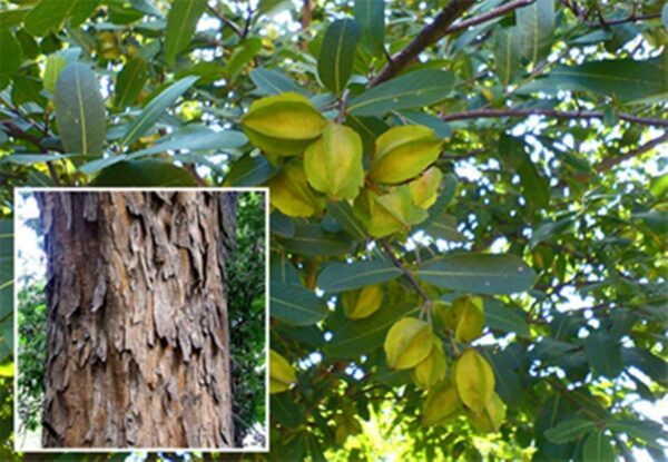 Empaque Neotea Terminalia arjuna corteza natural