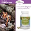 envase y cápsulas Perfect Cordyceps para energía y resistencia