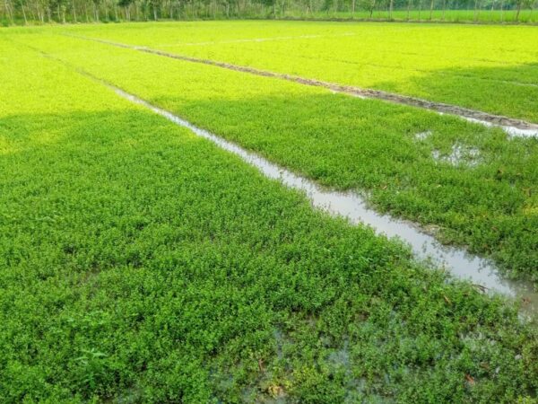 Envase de polvo Bacopa Monnieri natural y puro