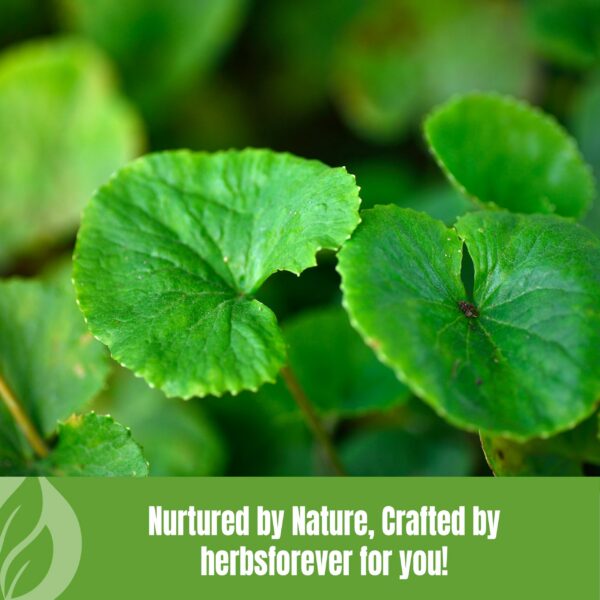 Version 1.0.0 Envase polvo Gotu Kola Herbsforever lado