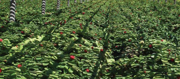 Envase trasero Dairyland Panax Ginseng y Gingko Biloba