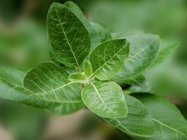 Extracto Ashwagandha NooGandha Momentous beneficio cognitivo