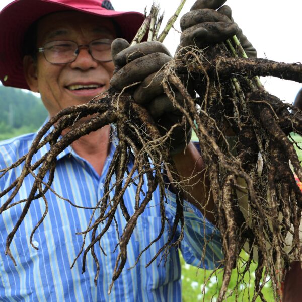 Extracto asiático Panax Ginseng en palitos H HEBLIS