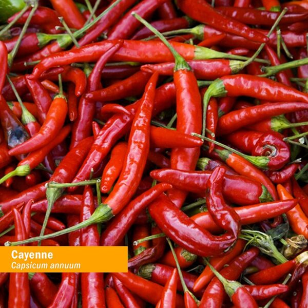 Version 1.0.0 Extracto de cayena orgánico Herb Pharm en gotero para dosificación