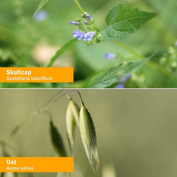 Extracto herbal Herb Pharm para sistema nervioso