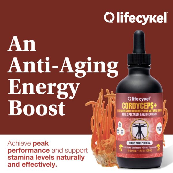 Extracto de hongos disuelto cordyceps Lifecykel