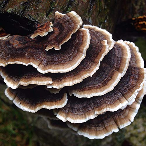 Extracto hongos maduros Half Hill Farm certificado USDA