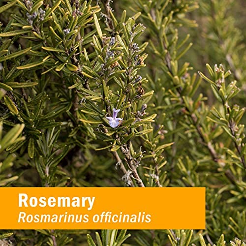 Extracto líquido romero Herb Pharm ingredientes