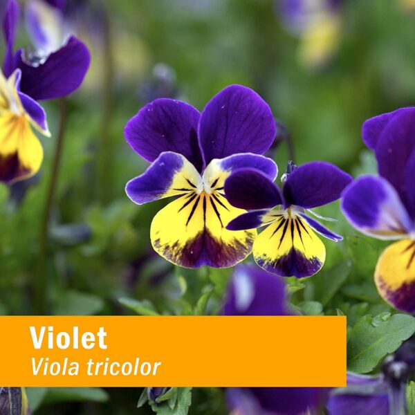 Version 1.0.0 Extracto líquido de violetas certificado Herb Pharm