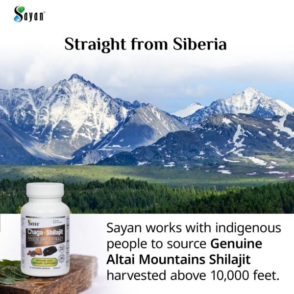 Extracto natural de hongo Chaga y Shilajit energía diaria