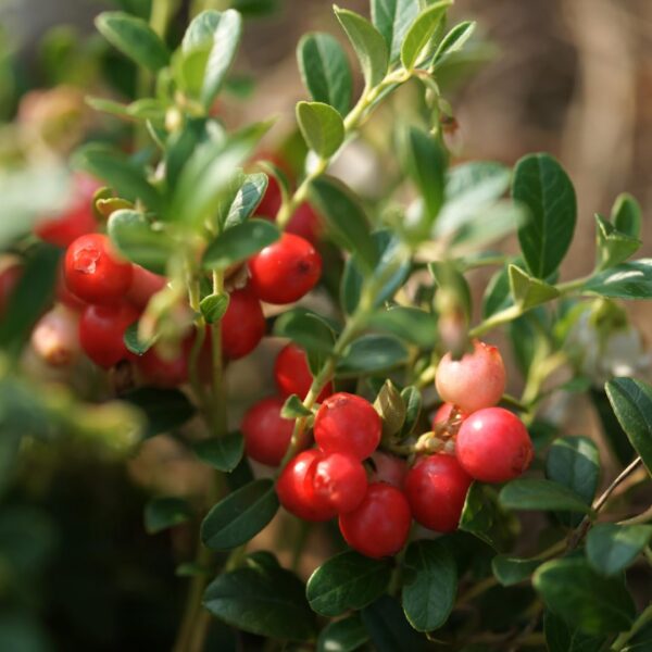 Extracto puro arándano cápsulas premium Earthborn Elements