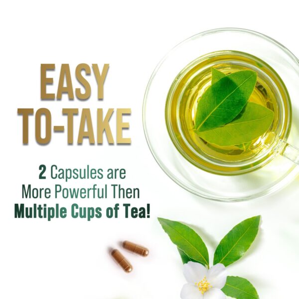 Extracto de té verde 98% polifenoles con cafeína suave