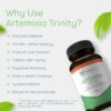 Extractos concentrados de artemisia para suplemento Return Healthy Trinity