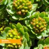 extractos-naturales-ashwagandha-rhodiola-herb-pharm