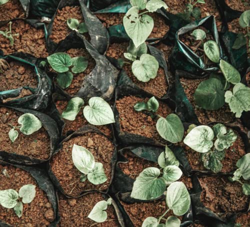 FijiKava polvo instantáneo para relajación y calma natural