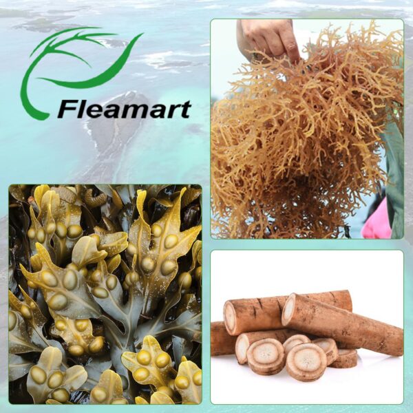 Presentación Fleamart Irish Sea Moss