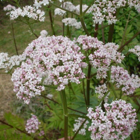 Frasco cápsulas semillas congeladas para almacenamiento prolongado