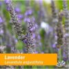Version 1.0.0 Frasco extracto de flor de lavanda para calma Herb Pharm