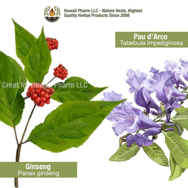 Version 1.0.0 Frasco con tintura herbal concentrada para defensa inmunológica