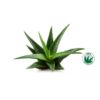 Ingredient natural frela aloe vera