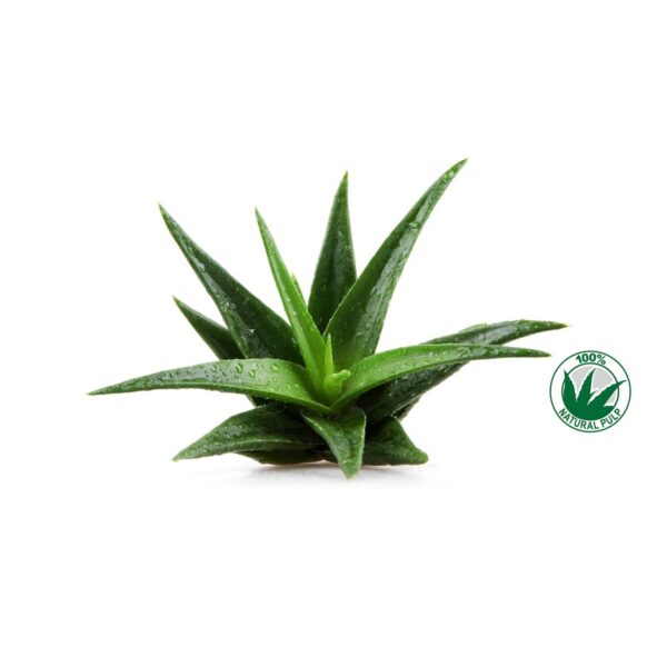 Ingredient natural frela aloe vera